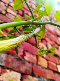 Close-up of insect on plant