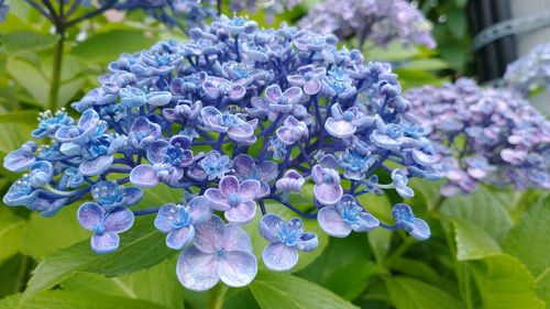 Close-up of purple hydrangea flowers