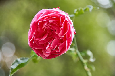 Close-up of pink rose