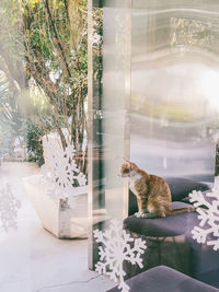 Cat sitting by window