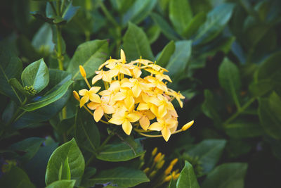 Close-up of yellow flowering plant