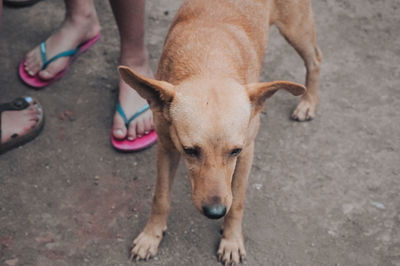 High angle view of dog