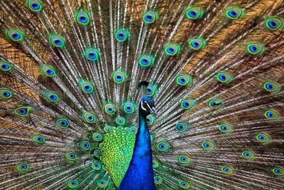 Close-up of peacock feathers