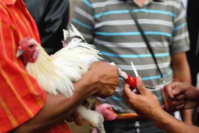 Midsection of man holding a bird