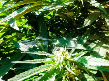 Low angle view of leaves