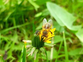 Close-up of bee on yellow flower