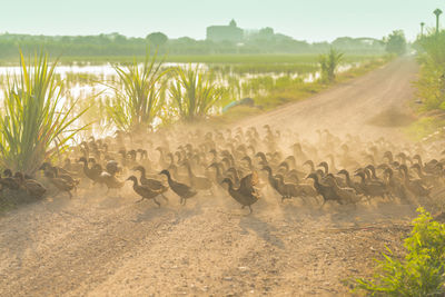 High angle view of ducks on dirt road