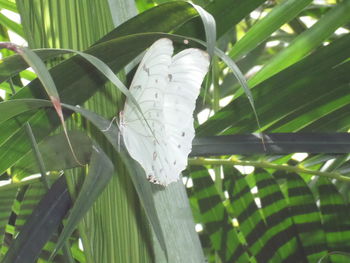 Close-up of butterfly on plant