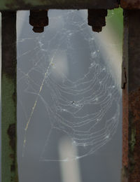 Close-up of wet spider web