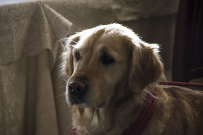 Close-up portrait of a dog looking away