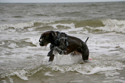 Dog on beach