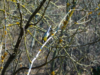 Close-up of branches against blurred background