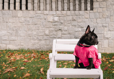 Black french bulldog dog sitting on bench against wall in park in autumn