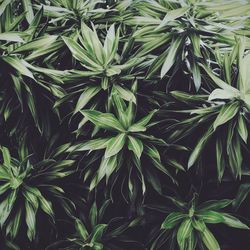 Full frame shot of fresh green plant