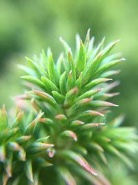 Close-up of succulent plant