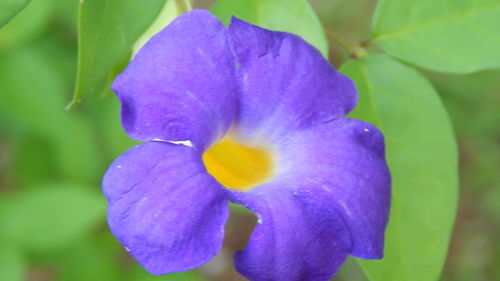 Close-up of purple flower blooming outdoors