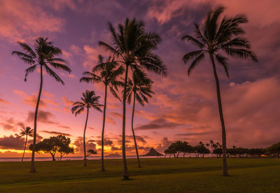 Palm trees against sky during sunset