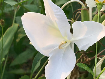 Close-up of white flowering plant