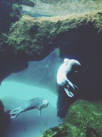 Fish swimming in sea