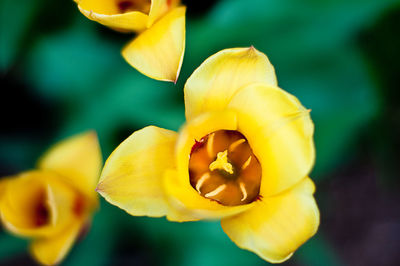 Close-up of yellow flower blooming outdoors