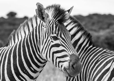 Close-up of zebras against sky