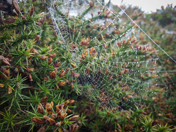 Close-up of spider on web