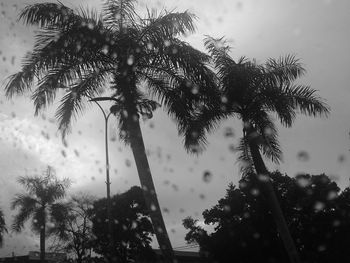 Low angle view of silhouette palm trees against sky