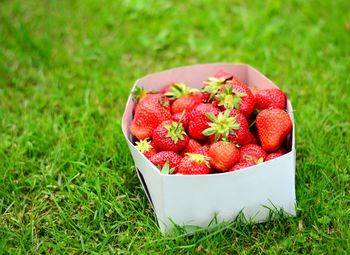 High angle view of strawberries in bowl on field