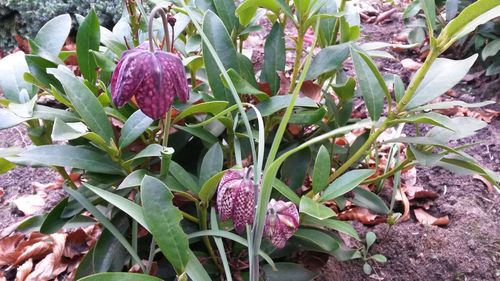 Close-up of plants