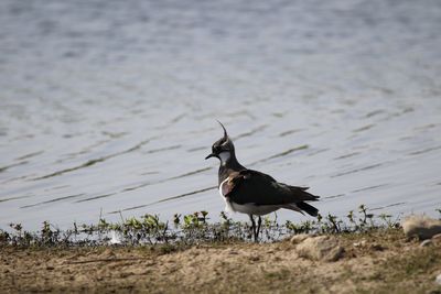 Lapwing on bank 