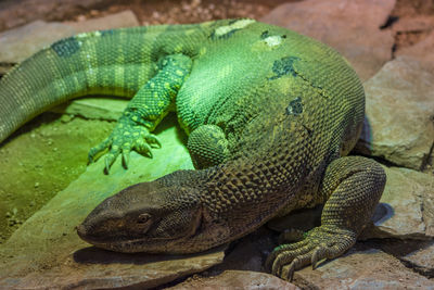 Close-up of lizard on rock in zoo