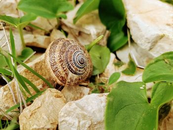 Close-up of snail on leaves