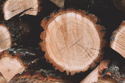 Close-up of logs in forest