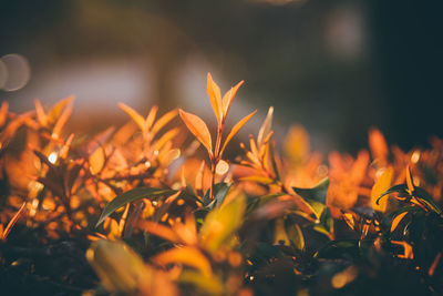 Close-up of plants during sunset
