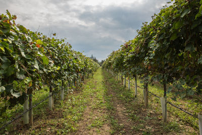 Scenic view of vineyard against sky