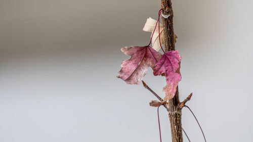 Close-up of dry leaves hanging on plant