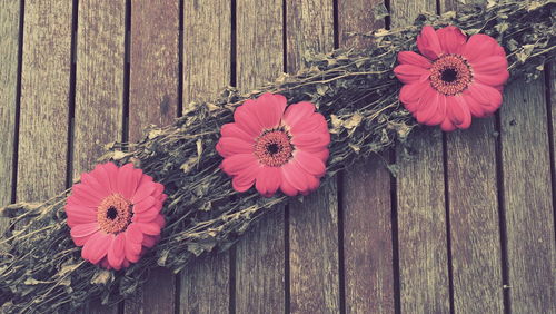 High angle view of pink flowering plants on wooden fence