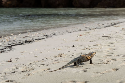 Iguana on beach