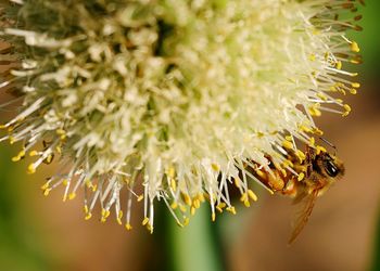 Close-up of insect on flower