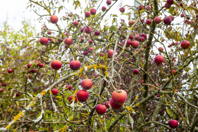 Close-up of cherries growing on tree