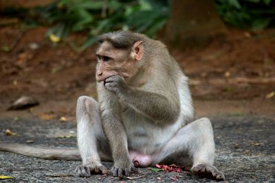 Monkey looking away sitting outdoors