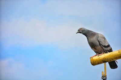 Close-up of bird perching against sky