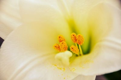 Close-up of yellow flowering plant