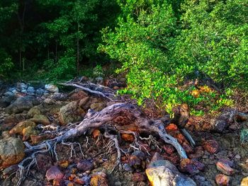 Fallen tree in forest