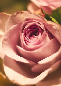 Macro shot of pink rose