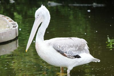 Close-up of white bird in lake