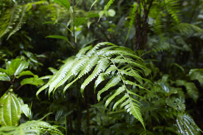 Close-up of palm tree