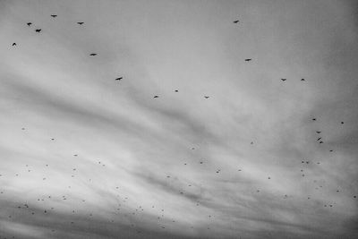 Low angle view of birds flying against sky