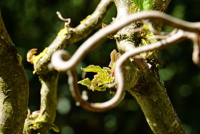 Close-up of leaves against blurred background