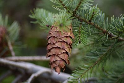 Close-up of pine tree branch